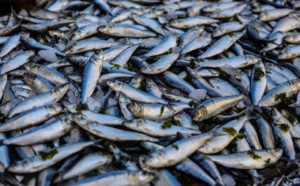 Mbour / Rareté du poisson : La caisse de sardinelle passe de 7 000 à 30 000 FCfa