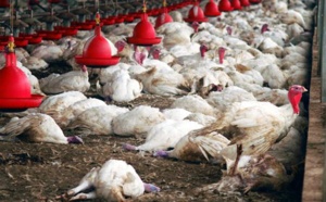 Grippe aviaire : Le ministère de l'Elevage bénéficie de 70 millions FCfa pour l'achat de matériels sanitaires