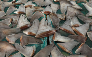 Coups de filet de la Douane : Saisie de 1,600 tonne d'ailerons de requin à Kébémer et de faux médicaments 