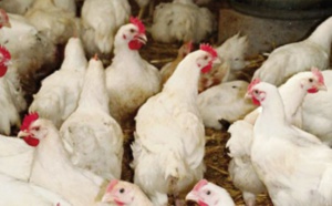 Polémique sur la grippe aviaire : Le secteur avicole expose un bilan de vente de 11 millions de poulets