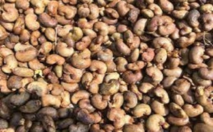 Ziguinchor / Commercialisation des noix d’anacarde : Des producteurs entre craintes et inquiétudes sur le niveau bas des prix au kilo
