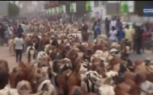 Magal-L'impressionnant troupeau de boeufs, chameaux et moutons de Cheikh Béthio