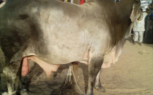 Voici le "Barkellou"  de Serigne Sidi Mokhtar Mbacké à Me Madické Niang 