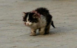 Une histoire déchirante : J’ai touché le chat, qu’on disait à tout le monde de ne pas le toucher