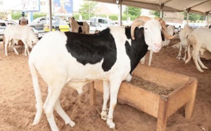 Tabaski 2023: Voici les différents points de vente d’animaux sur pied dans la région de Dakar