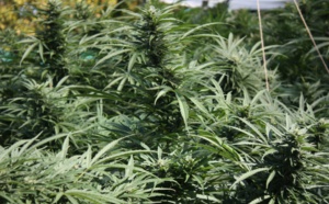 Lutte contre la drogue à Kolda, un cultivateur arrêté, 157 kg de “yamba” saisis par l’Ocrtis
