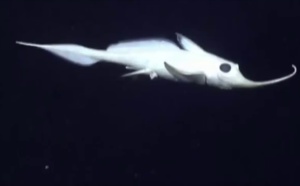 Vidéo - Un "poisson-fantôme" filmé à 8.145 mètres de profondeur