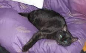 Trop marrant ce chat qui ne se reconnait pas