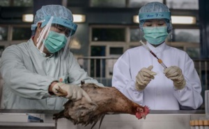 Une victime de la grippe aviaire H7N9 en Chine