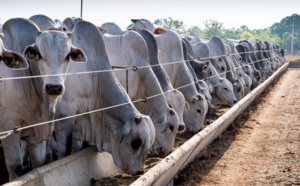 Elevage : Le Sénégal réceptionne 312 taureaux géniteurs importés du Brésil