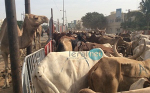 Photos - Maouloud 2015: Après Touba, Cheikh Béthio inonde Dakar de bœufs
