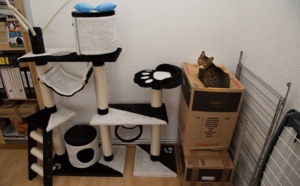 La logique des chats enfin expliquée, en 20 photos...