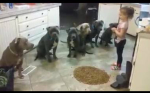 Une petite fille de 4 ans sert le dîner à 6 Pit bulls affamés ! Qui a dit que les Pit Bulls étaient méchants ?