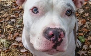 "J'ai laissé un pit bull près de mon bébé, et voilà ce qui est arrivé !" Vous allez être très surpris...