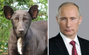 Top 5 des chiens qui ressemblent à quelque chose d’autre, les look-alike canins