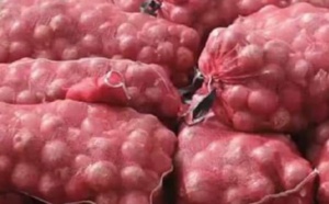 Zone de production d’oignon : Podor aujourd’hui obligée de ravitailler ailleurs