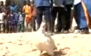 Un coq pas du tout comme les autres 