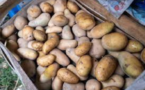 Scandale agricole : Des pommes de terre de très mauvaise qualité sur le marché