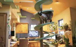 Une maison transformée en paradis pour chats