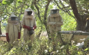 Apiculture: La fédération nationale des apiculteurs du Sénégal demande le départ de leur directeur général