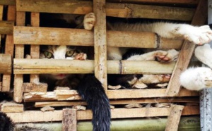 Vietnam : des chats destinés à être mangés, enterrés vivants