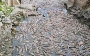Lac de Malika : Les poissons meurent par centaines
