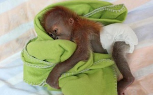 Il faut sauver Rieke, l'orang-outan né le 21 janvier au zoo de Berlin