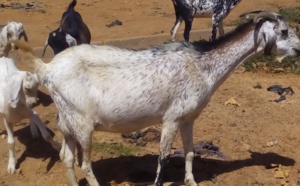 Alerte à Keur Marème Mbengue: Les chèvres vulnérables prises pour cible par les malfaiteurs