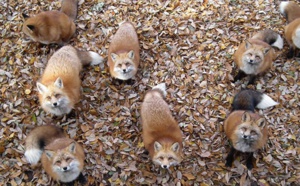 On a trouvé l'endroit le plus mignon au monde : un village de renards !