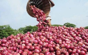 Tension sur le marché de l’oignon : Un retour à la normale prévu dans une à deux semaines (DG ARM)