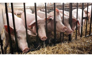 Les exploitants friands d'agroécologie intensive
