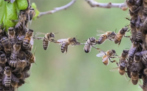 Insolite à Ngandoul Bambara : Des abeilles attaquent les populations du village