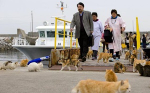 L'île où les chats sont rois