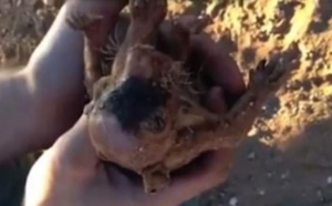 Deux Australiens donnent la vie à un bébé wombat