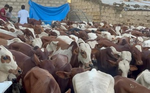 Social / Gamou 2023 : 280 bœufs distribués à Médina Baye pour célébrer la naissance du Prophète