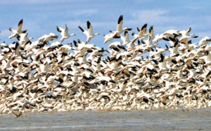 L’Association Nature Communautés Développement célèbre la Journée mondiale des oiseaux migrateurs