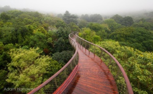 Dans la ville de Cap, une passerelle vous permet de vous balader au dessus des arbres ! La vue est superbe...