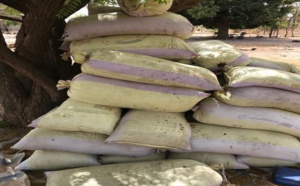 Un réseau de trafic de drogue démantelé à Kaolack