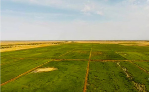 Agriculture: La Saed annonce l’emblavement de près de 60 mille hectares