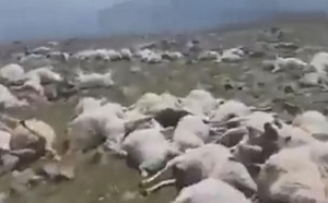 Feu de brousse dans la commune de Mbolo Birane : 160 moutons tués à Bilé Galoya
