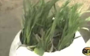 Vidéo Incroyable mais vrai Découverte de plantations de « Yamba » à  Sacré Coeur3