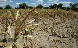 Déficit pluviométrique dans cette partie du Cayor : Les populations de Koul et de Mérina Dakhar, craignent la… famine