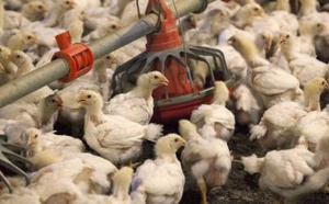 Grippe aviaire : des millions de volailles vont devoir être abattues aux Etats-Unis
