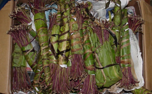Aéroport Lss de Dakar : La douane saisit 118 kg de drogue " khat " ce vendredi