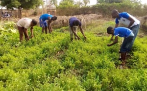 Bambey / Camp agro-écologique de Nguéguèye : Un moyen de lutter contre l’exode rural et l’émigration clandestine des jeunes