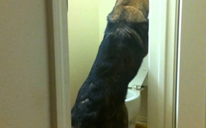 Faire pipi aux toilettes, tirer la chasse ? Facile pour ce chien!