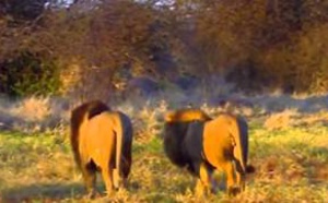 Ushuaïa Nature - Prélude au crépuscule d'une faune (Botswana)
