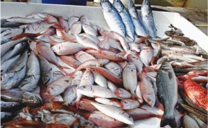 Tambacounda: Les vendeurs de poissons sont inquiets 