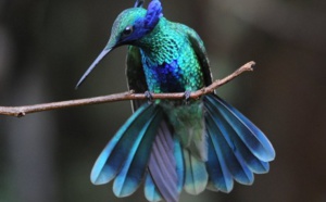 Colibris joyaux de la nature