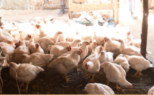 Fêtes de fin d’année: Les éleveurs de poulets ont déployé des efforts considérables, pour satisfaire le marché